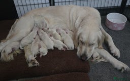 Golden Retriever dogs for sale: 🐾 Golden Retriever Puppies – Ready in December 🐾 - Image 1