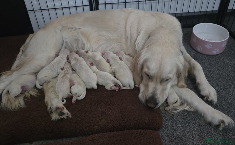 Golden Retriever dogs - Advert 1