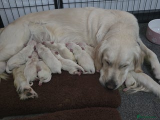 Golden Retriever dogs - Advert 2