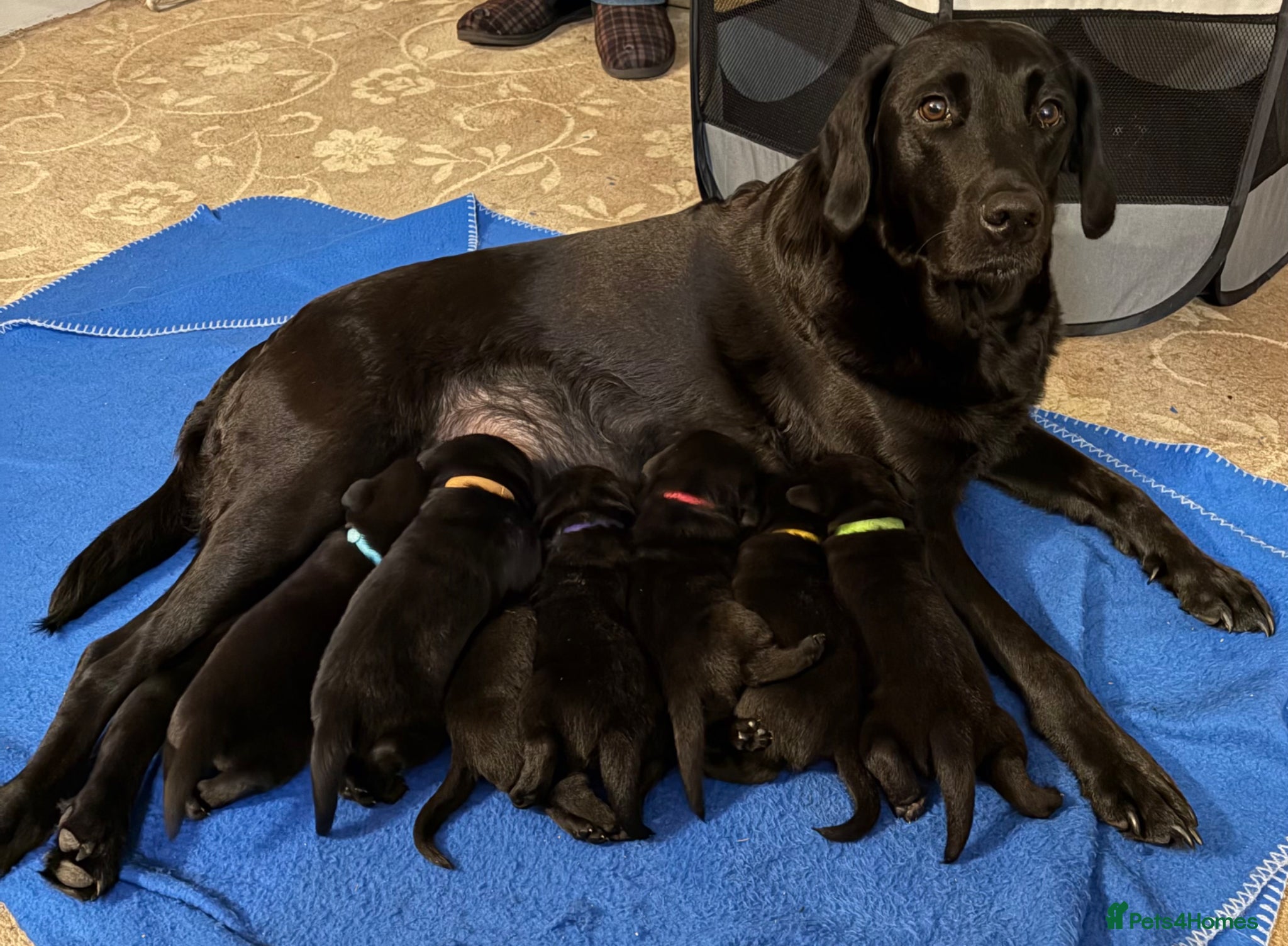 Labrador Retriever dogs 1 boy black Labrador puppy - ready to go  Cornwall - Advert 1