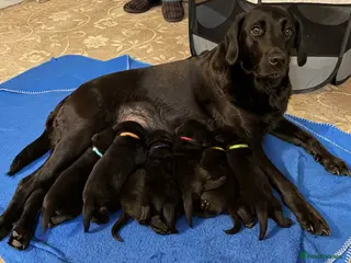 Labrador Retriever dogs 1 boy black Labrador puppy - ready to go Cornwall - Advert 1