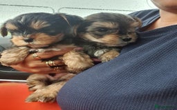 Yorkshire Terrier dogs for sale: Yorkshire pups  - Image 3