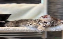 Scottish Fold cats for sale: Adorable Scottish Straight Kittens 💞 - Image 8