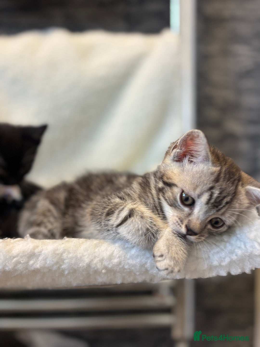 Scottish Fold cats for sale: Adorable Scottish Straight Kittens 💞 - Image 8