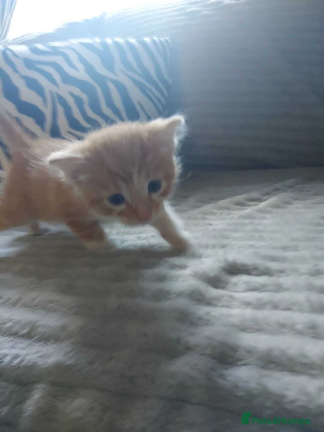 Mixed Breed cats for sale: Beautiful fluffy kittens - Advert 34