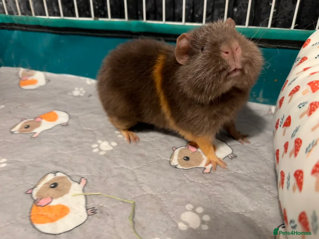 Guinea Pig rodents for sale: 7 Female Guinea Pigs (Sows) – Born June 2025 - Advert 8