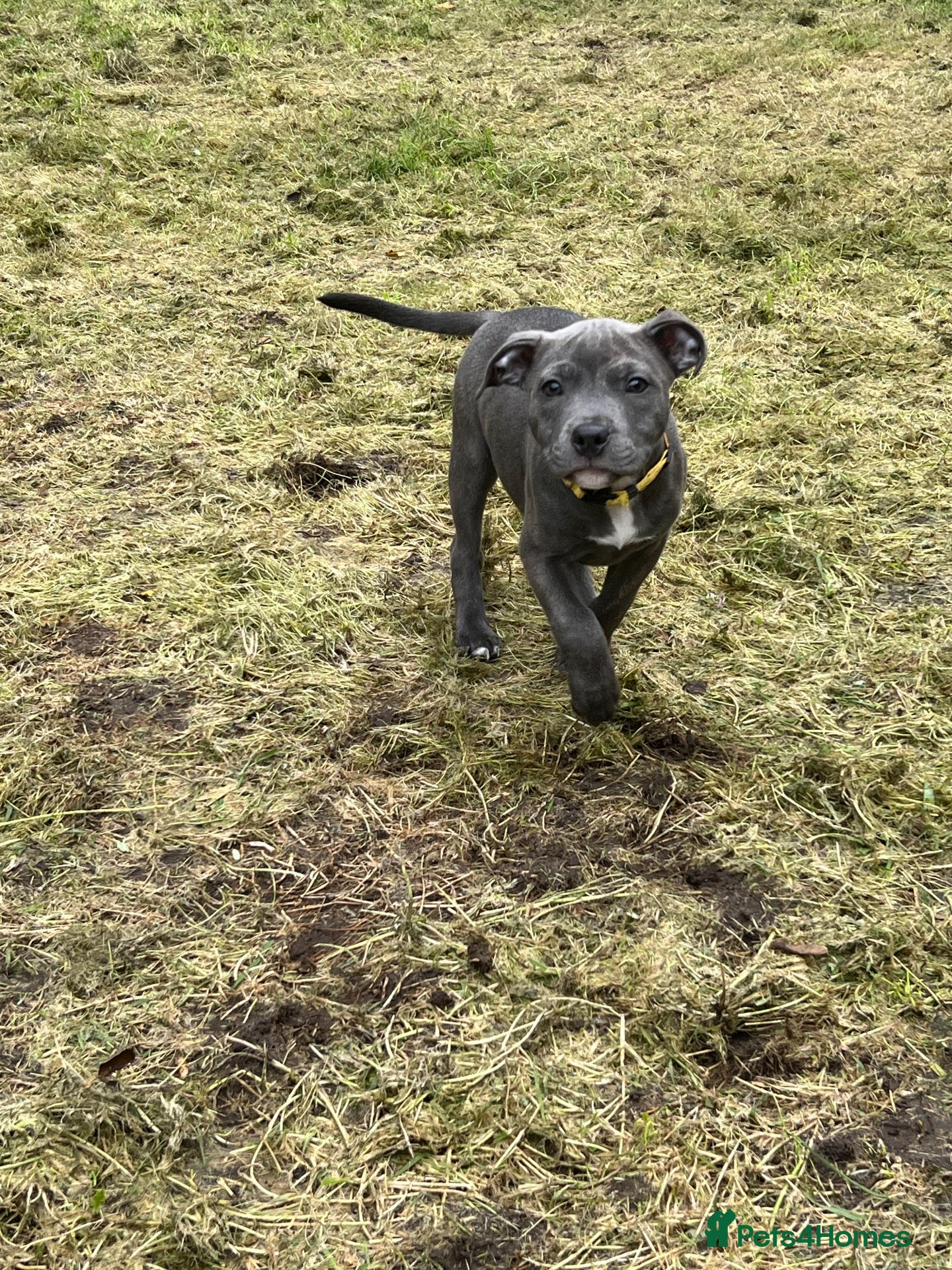 Staffordshire Bull Terrier dogs K. C registered blue Staffordshire puppies - Advert 1