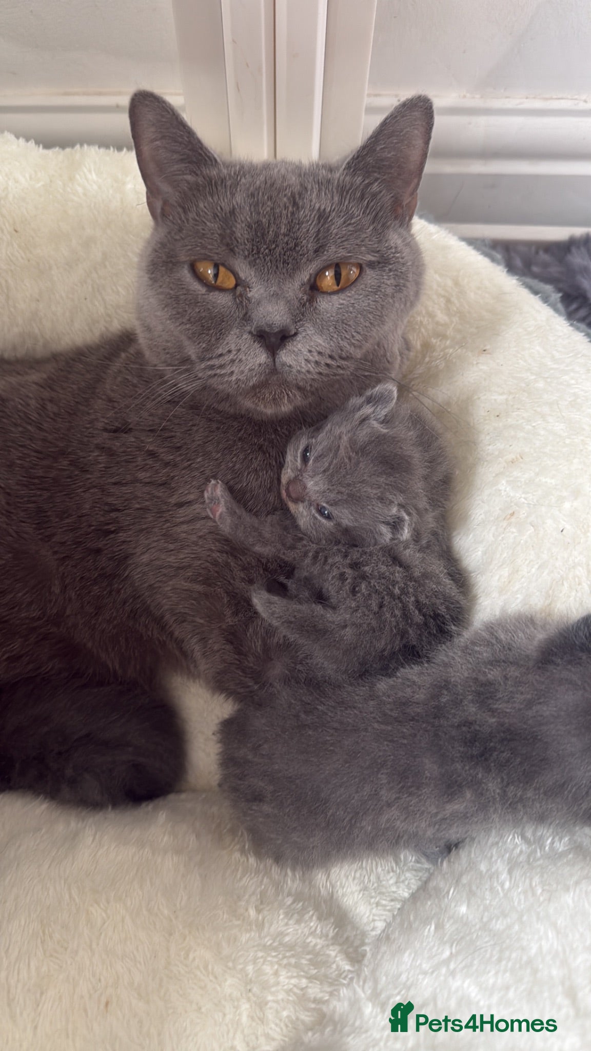 British Shorthair cats Pure breed GCCF kittens ready to leave now  - Advert 5