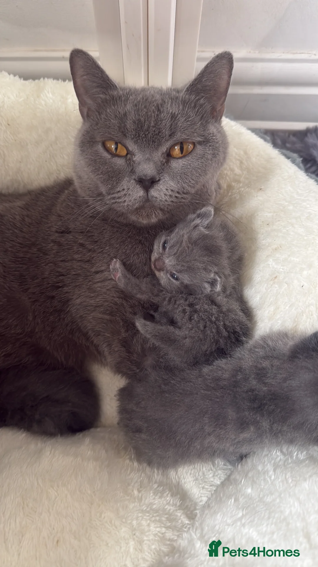 British Shorthair cats for sale: Pure breed GCCF kittens ready to leave now  - Advert 1