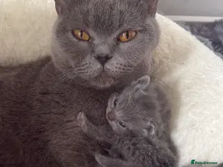 British Shorthair cats Pure breed GCCF kittens ready to leave now - Advert 5