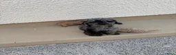 Toy Poodle dogs for sale: 4 toy poodles puppies  - Advert 6