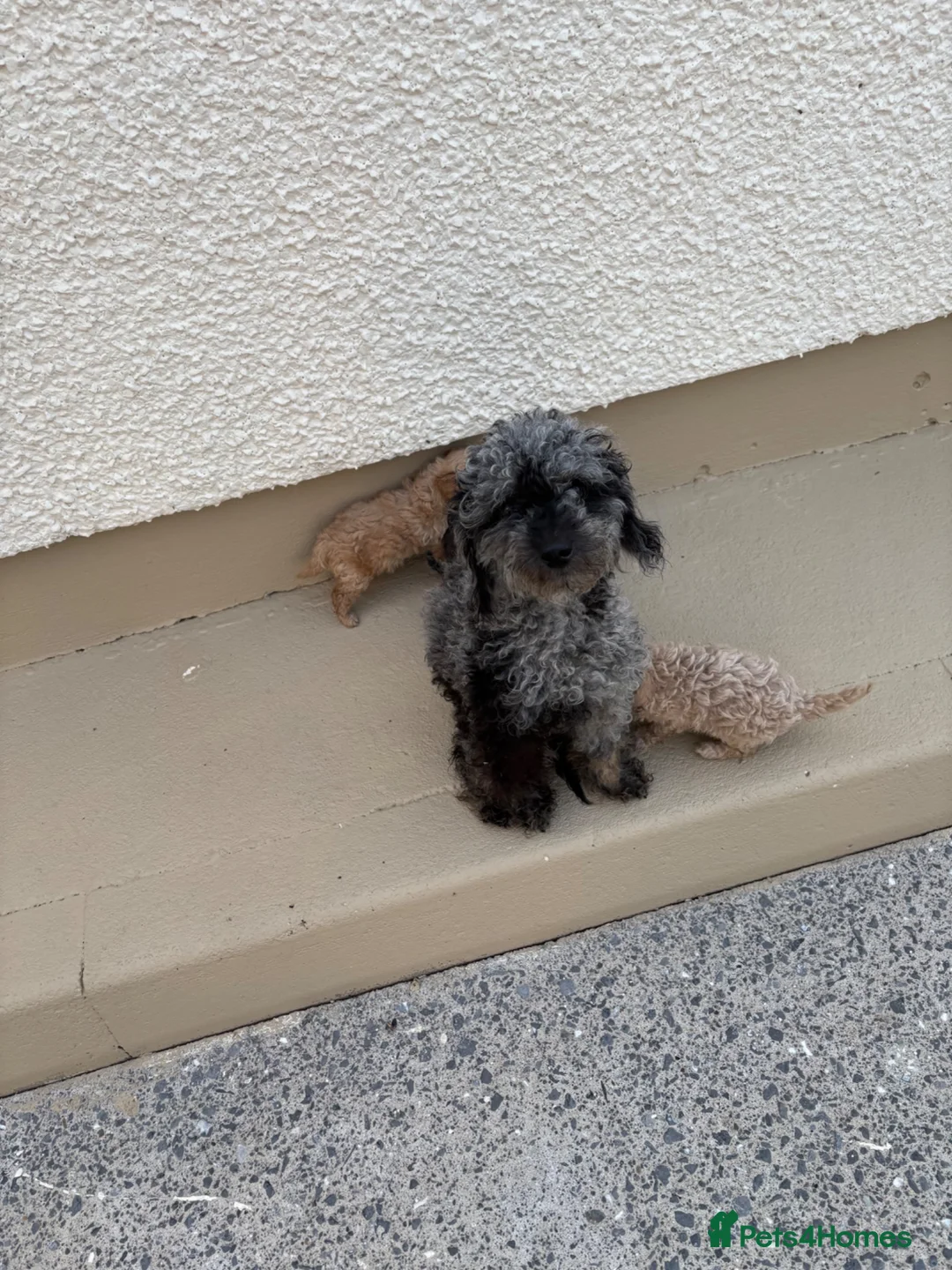 Toy Poodle dogs for sale: 4 toy poodles puppies  - Advert 6