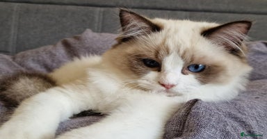 Ragdoll cats - Advert 4