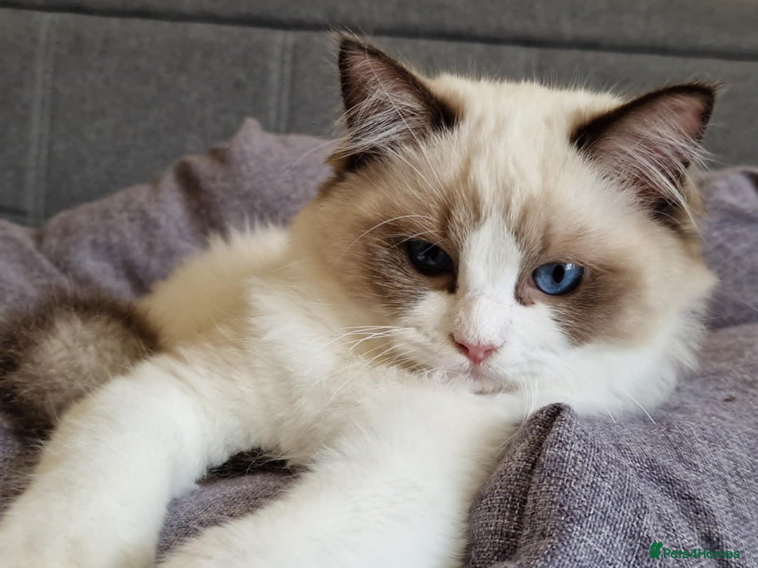 Ragdoll cats for sale: GRAND Champion European Line kittens.FULL PEDIGREE - Image 9
