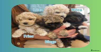 Maltipoo dogs - Advert 6