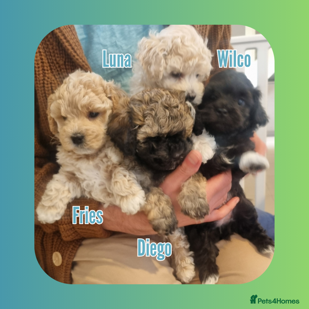 Maltipoo dogs for sale: Toy Maltipoos💫DNA Clear💫3GenPedigree💫PreTrained - Image 3