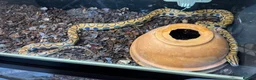 Boa Snake reptiles for sale: Brazilian Rainbow Boa breeding trio - Advert 5