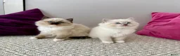 Ragdoll cats for sale: TICA registered ragdoll kittens - Advert 10