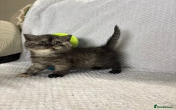 British Shorthair cats for sale: Gorgeous British shorthairs - Image 13