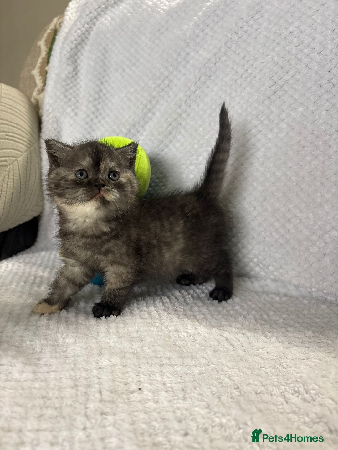 British Shorthair cats for sale: Gorgeous British shorthairs - Image 13