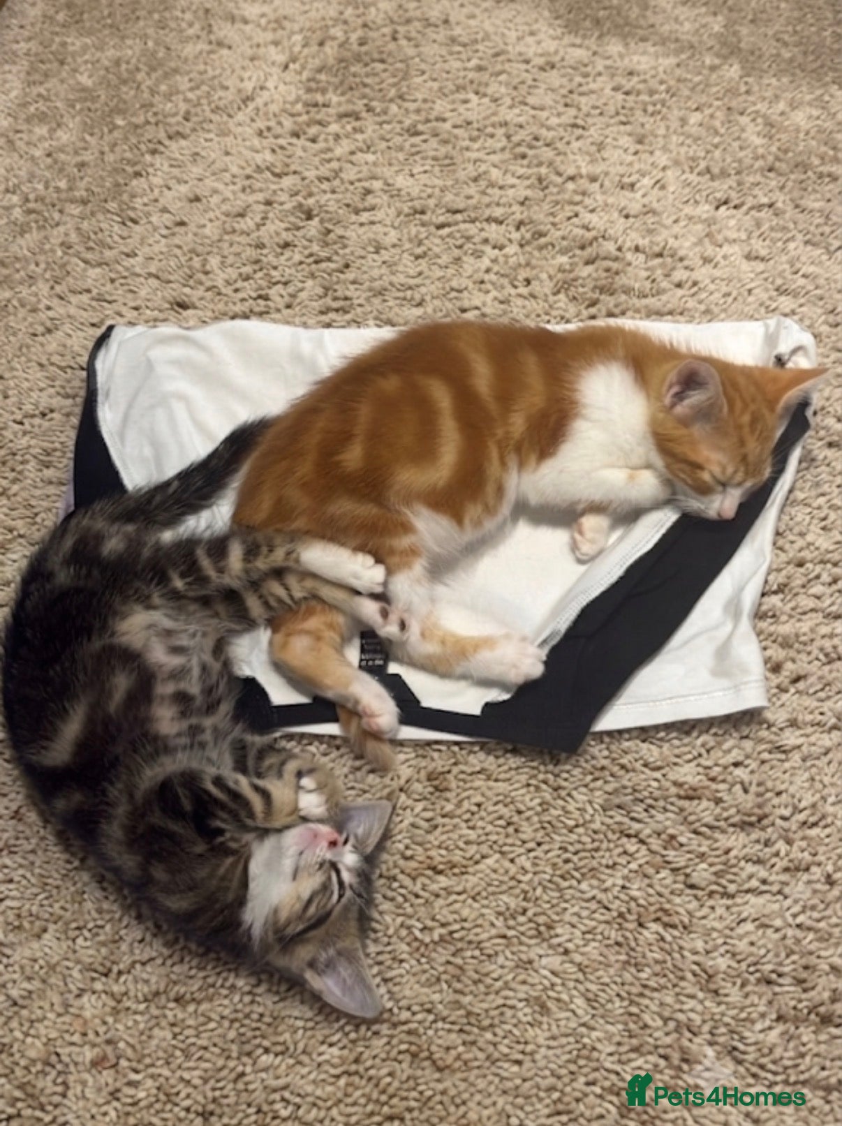Mixed Breed cats Two gorgeous kittens for sale - Advert 8