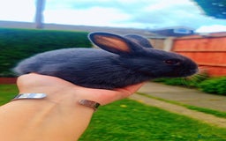 Alaska rabbits for sale: 6 Alaskan baby bunnies - Image 8