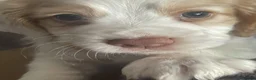 Cocker Spaniel dogs for sale: Red and Lemon & White Working Cocker Spaniels - Advert 6