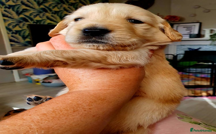 Golden Retriever dogs - Advert 13