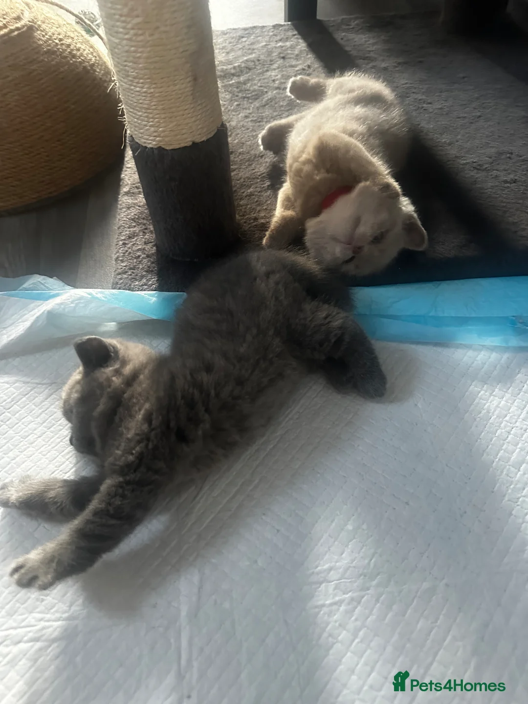 British Shorthair cats for sale: Fluffy British Shorthair - Advert 11