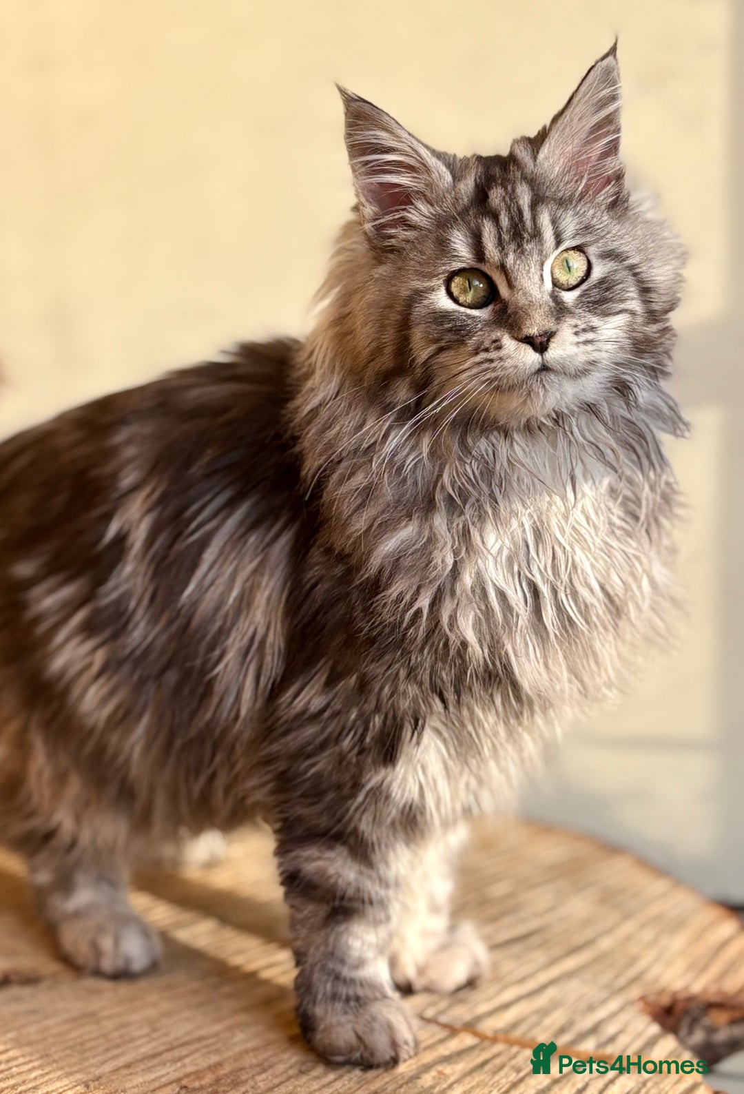Maine Coon cats for sale: Beautiful Maine coon kittens - Advert 12