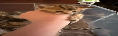 Mixed Breed Kitten 2