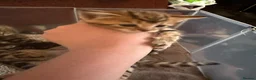 Mixed Breed cats for sale: Tabby kittens for sale  in Wakefield - Advert 6
