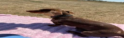 Miniature Dachshund dogs for stud: Miniature dachshund - Advert 3