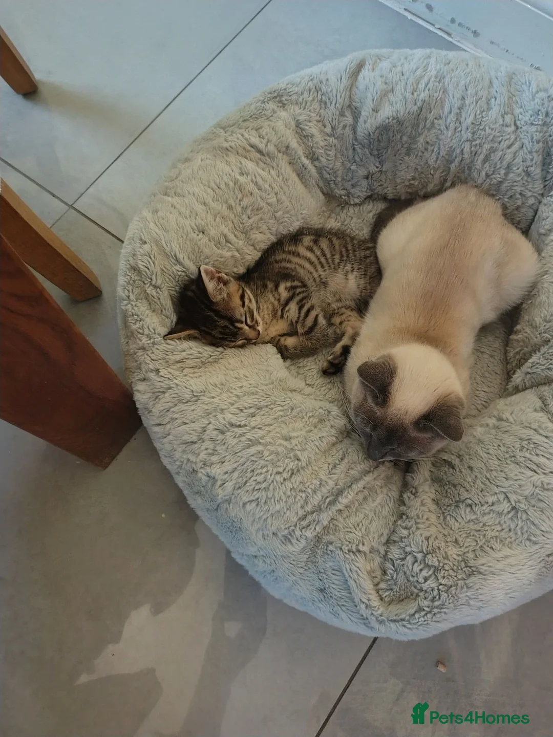 Mixed Breed cats for sale: Beautiful tabby cat - Advert 5