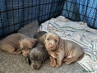 Miniature Dachshund dogs AWESOME MINIATURE DACHSHUND PUPPIES - Advert 1