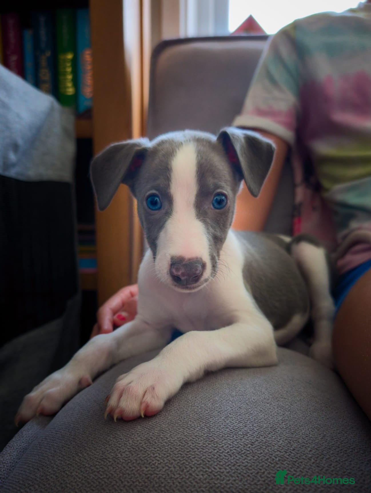 Whippet dogs Gorgeous KC registered whippet pups - Advert 6