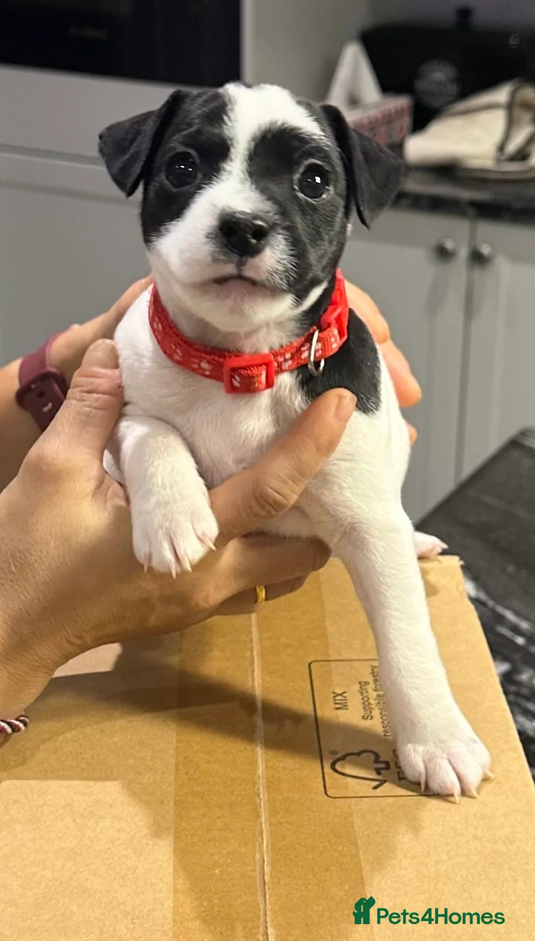 Parson Russell dogs for sale: Boy parsons terrier  - Advert 9