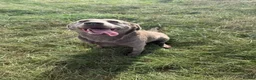 Labrador Retriever dogs for sale: Lovely silver Labrador girl  - Advert 6