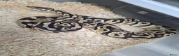 Mixed Breed reptiles for sale: Ball pythons, tarantula, African land snails - Advert 4