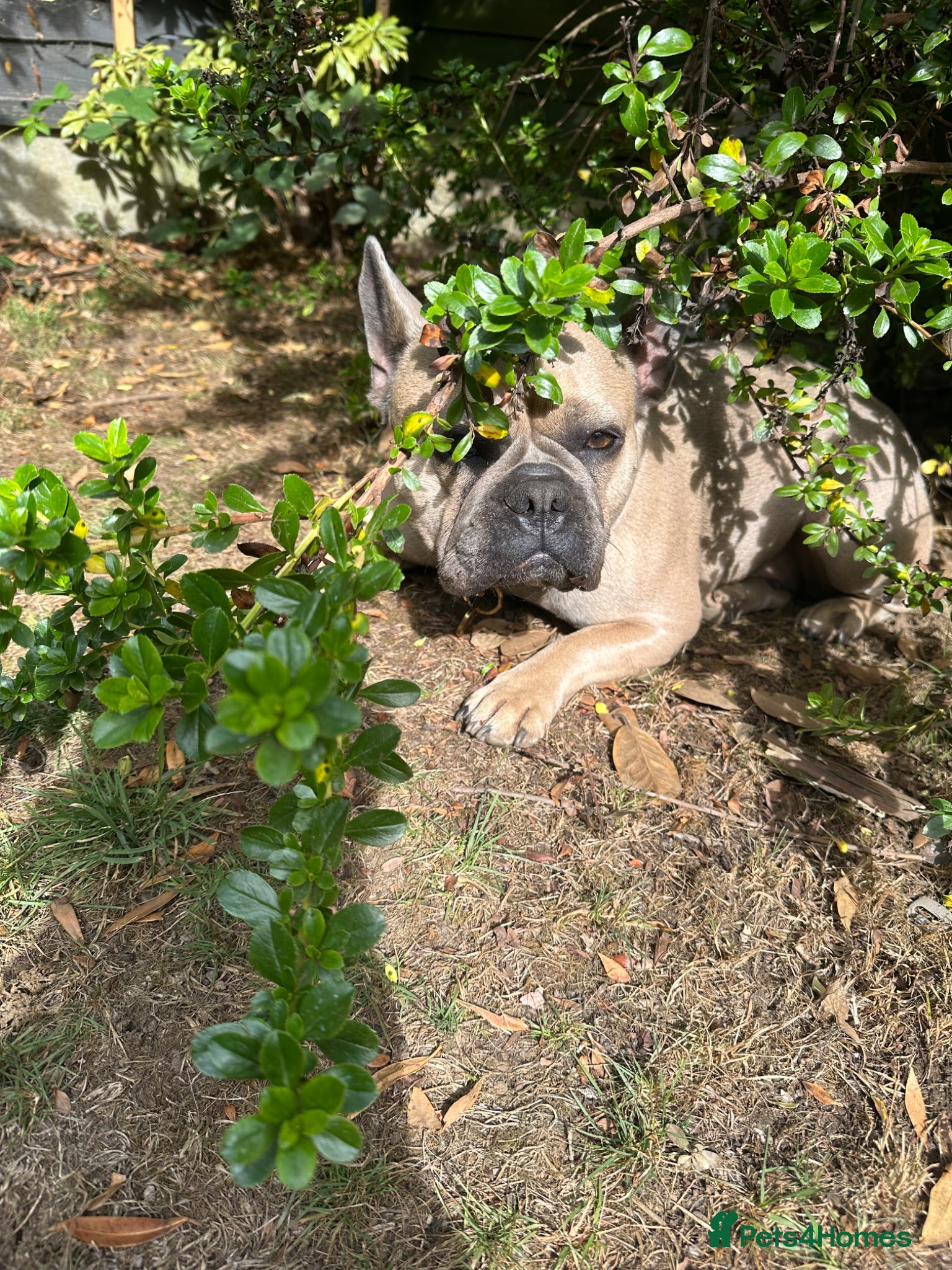 French Bulldog dogs Our beautiful Frenchie Beau - Advert 1