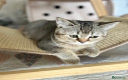 Scottish Fold cats for sale: Beautiful kittens just for you - Image 5