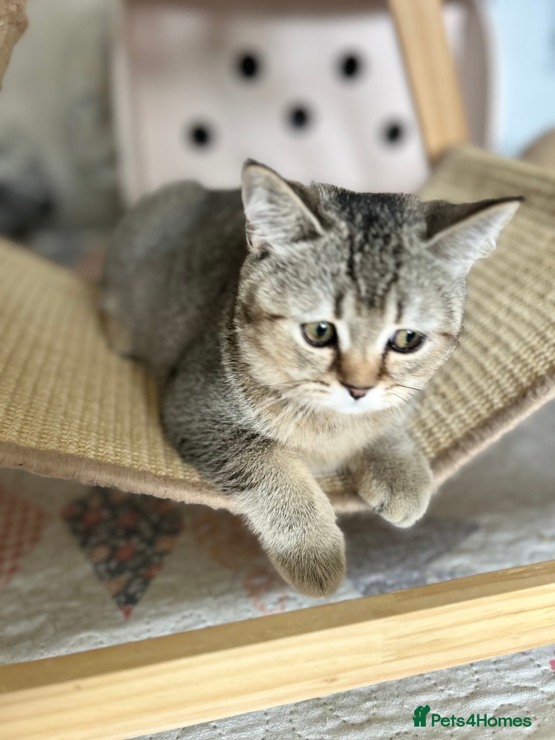 Scottish Fold cats for sale: Beautiful kittens just for you - Image 5