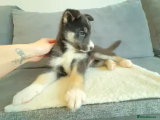 Shepsky dogs STUNNING SHEPSKY PUPPIES! - Advert 7