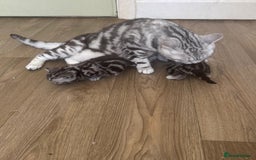 British Shorthair cats for sale: British shorthair silver tabby boy  - Image 2