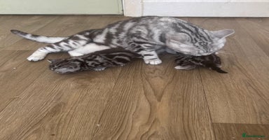 British Shorthair cats - Advert 11