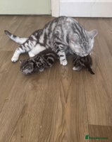 British Shorthair cats - Advert 11