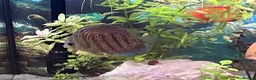 Discus fish for sale: Discus for sale  in Bow Street - Advert 10