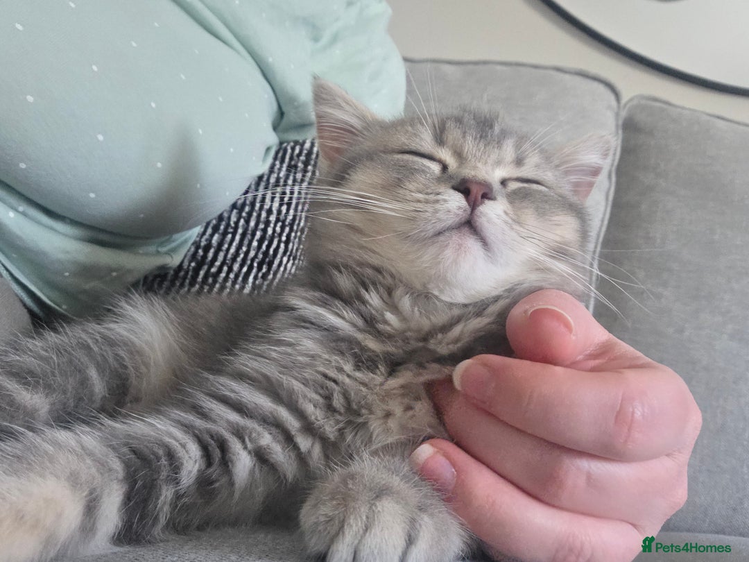British Shorthair cats for sale: British shorthair tabby kitten - Image 1