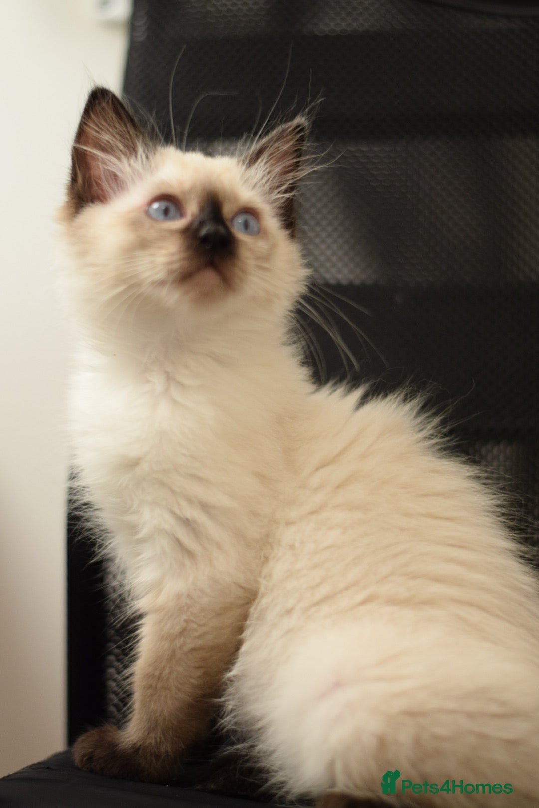 Ragdoll cats for sale: Ragdoll Crystal chocolate point female  - Image 9