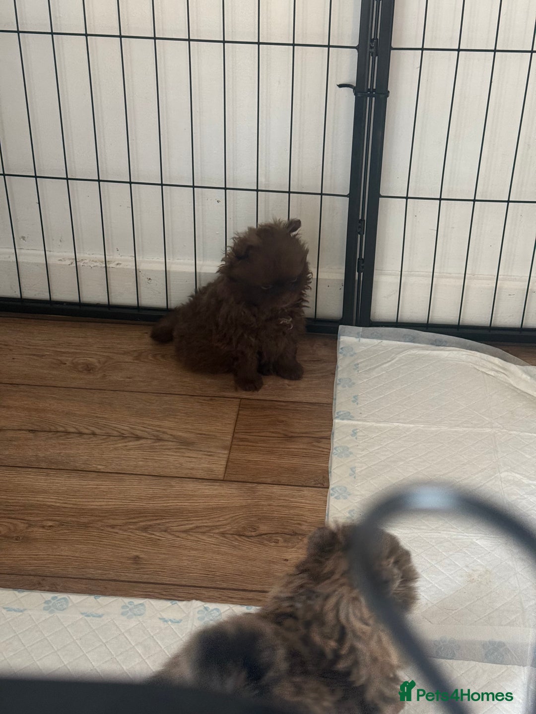 Pomeranian dogs for sale: ✨ PERFECT ✨ POMERANIANS with free delivery 🚚 ❤️ - Advert 5